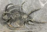 Ceratarges Trilobite With Spines-On-Spines - Zireg, Morocco #171023-1